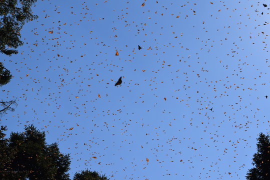 Mariposa monarca en la vida silvestre
