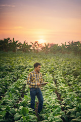 Farmer researching plant in tobacco farm. Agriculture and scientist concept.