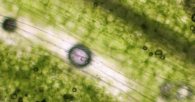 Biosph&auml;re im Micro Universum