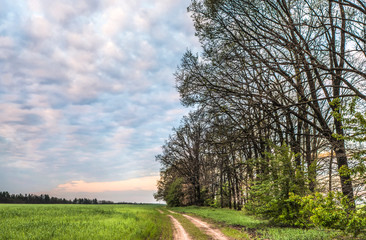 Sunrise in the wheat field.