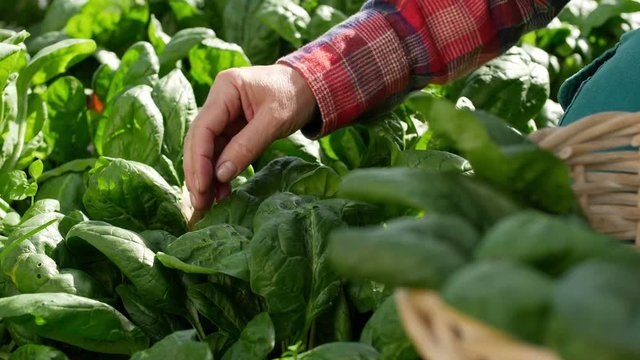 Woman farmer working in the garden