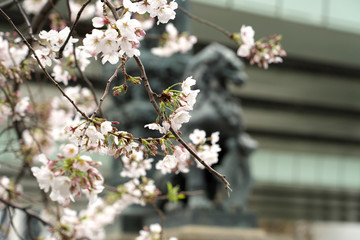 日本橋の桜