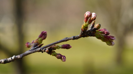 桜の蕾