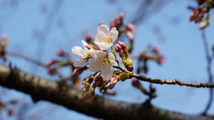桜