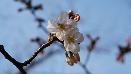 桜