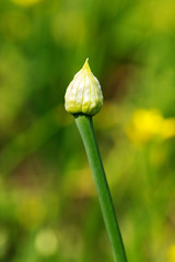 Onion Flower