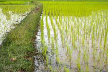 Green garss foot in rice paddy feild in Thailand.