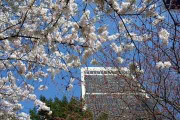バンク－バ－ダウンタウンに春が来た  Spring has come to dontown