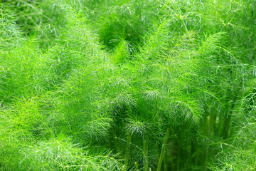 fennel herb garden