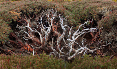 Scoparia heath showing branches under canopy