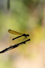 dragonfly