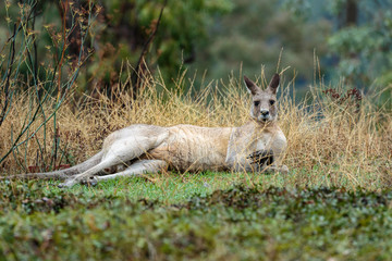 A male Eastern Grey Kangaroo resting at Red Hill Nature Reserve, Canberra, Australia during the morning of March 2019