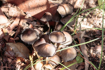 Mycena fungi in a house backyard at Hughes, Canberra, Australia during the afternoon of March 2019