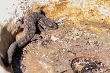 A Southern Marbled Gecko disturbed under a bird bath at Hughes, Canberra, Australia during the afternoon of March 2019