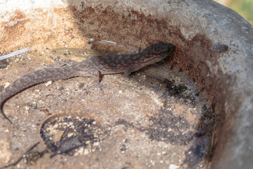 A Southern Marbled Gecko disturbed under a bird bath at Hughes, Canberra, Australia during the afternoon of March 2019