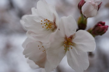 Fototapeta na wymiar 桜の接写