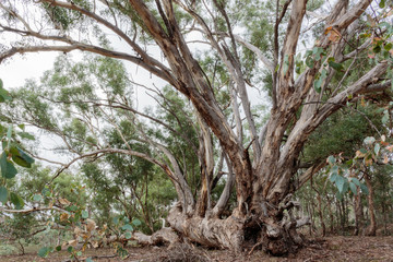 A fallen Yellow Box tree with branches growing vertically at Aranda Bushland Reserve, Canberra, Australia during the morning of March 2019