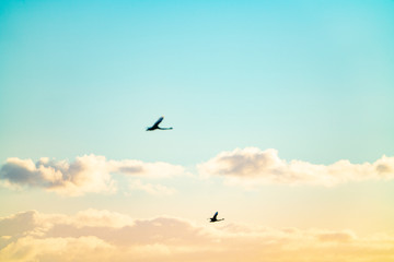 Fototapeta na wymiar Sky, two royal spoonbills in motion blur fly past in distance
