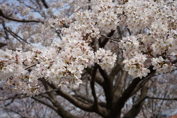 桜の花々