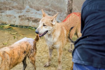 wet dog in the shelter