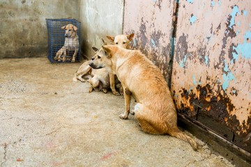 wet dog in the shelter