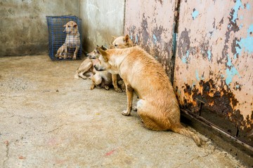 wet dog in the shelter