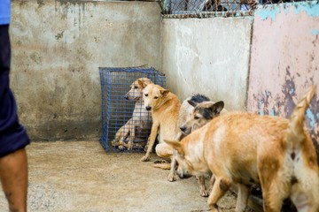 wet dog in the shelter