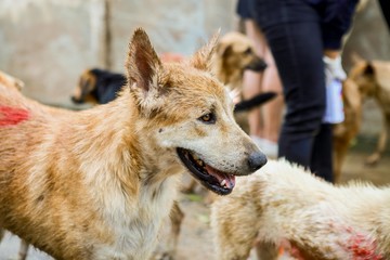 wet dog in the shelter