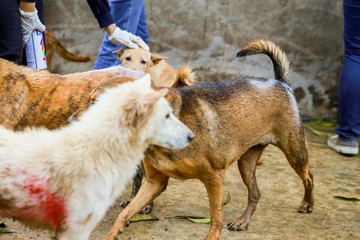 wet dog in the shelter