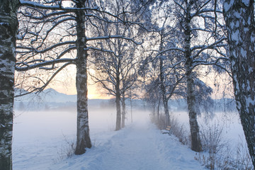 Snowy Birch Path