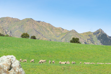 Fototapeta na wymiar farmland in high country South Island