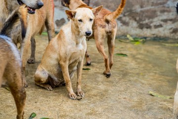 wet dog in the shelter