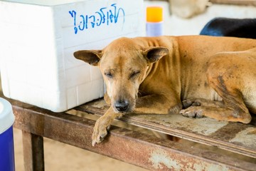 wet dog in the shelter