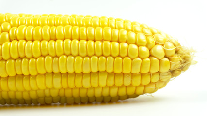 Close up Sweet Corn isolated on white background, Ingredients for cooking food concept..