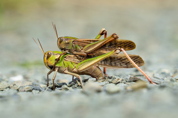 Grasshopper in act of sexual reproduction on ground