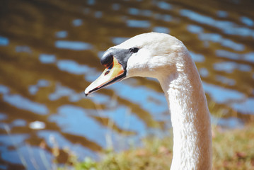 White swan and lake.,close-up view