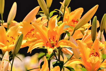 Obraz premium 美しい百合の花