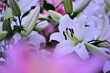 Fototapeta premium 美しい百合の花