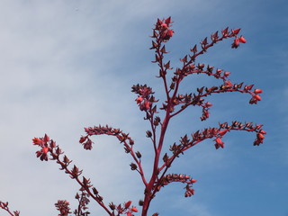 Nectar de los dioses