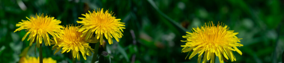 Panorama yellow dandelion on a background of green grass.