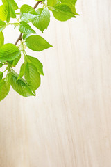 Green leaves on a wooden background