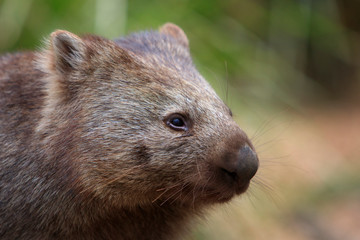 Common Wombat portrait