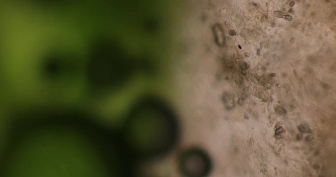 Biosph&auml;re im Micro Universum