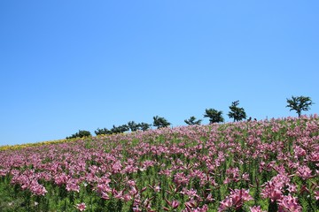 大阪舞洲ゆり園