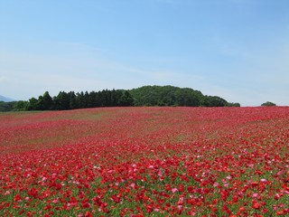 青空と真っ赤なポピーの花畑【秩父高原牧場】日本埼玉県東秩父村5月