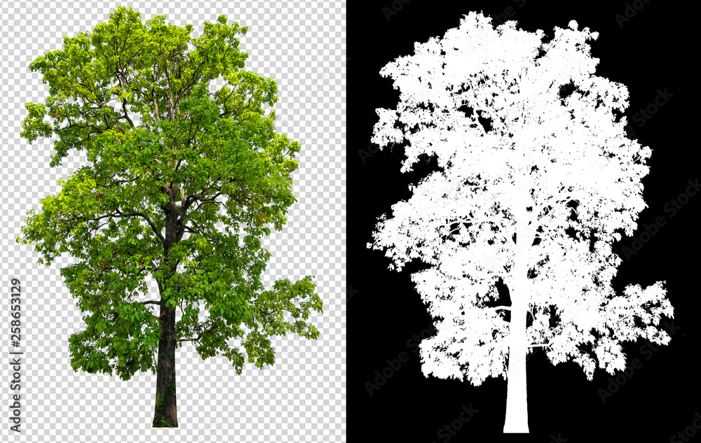 Leinwandbilder single tree on transparent picture background with clipping path, single tree with clipping path and alpha channel on black background
