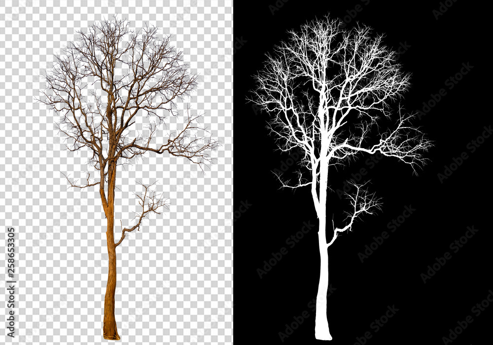 Leinwandbilder single tree on transparent picture background with clipping path, single tree with clipping path and