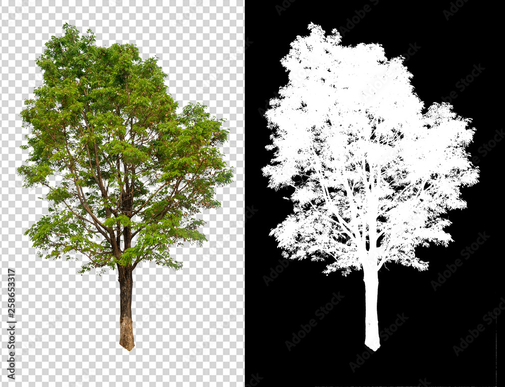 Aufkleber single tree on transparent picture background with clipping path, single tree with clipping path and alpha channel on black background