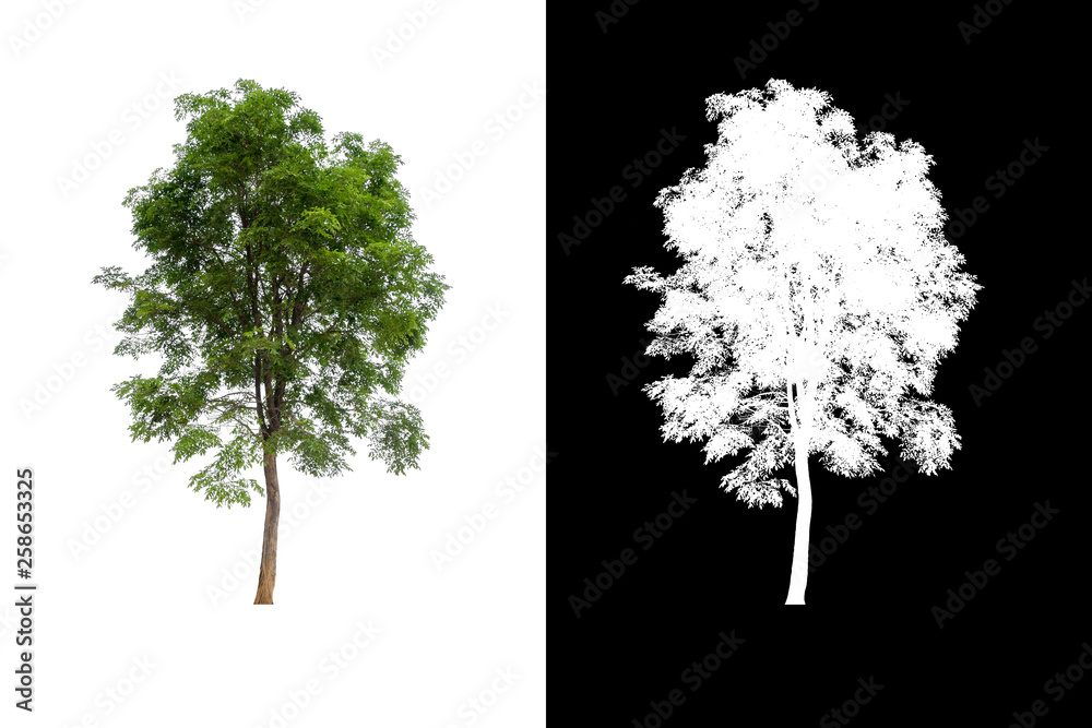 Leinwandbilder single tree on transparent picture background with clipping path, single tree with clipping path and alpha channel on black background