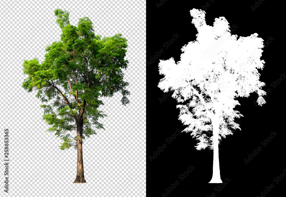 Leinwandbilder single tree on transparent picture background with clipping path, single tree with clipping path and